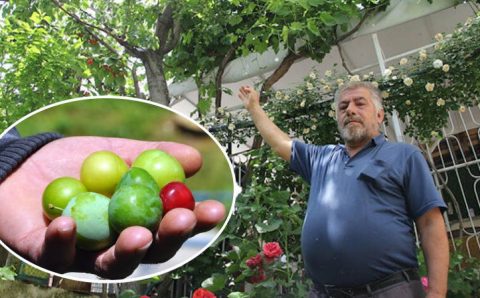 Турок выращивает 7 разных фруктов на одном дереве
