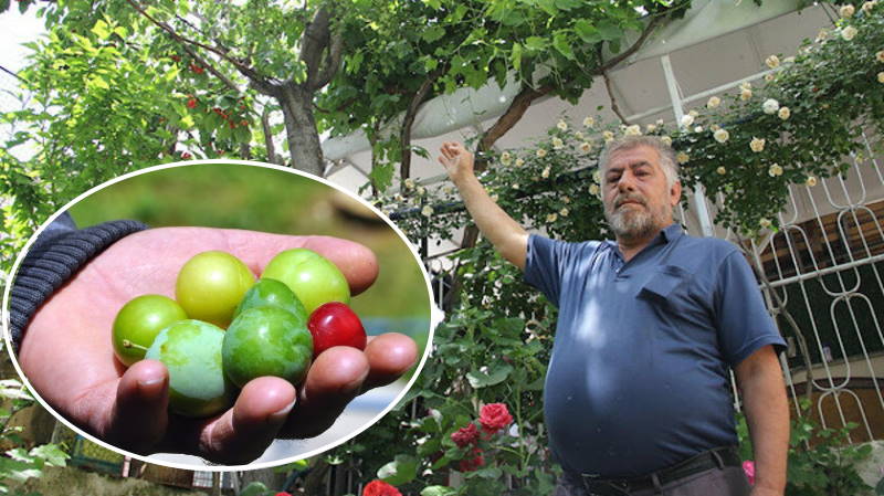 Турок выращивает 7 разных фруктов на одном дереве