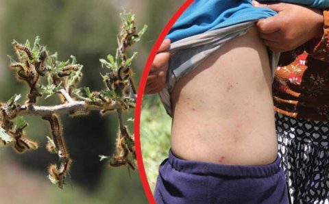 Жители Сиваса страдают от природной напасти