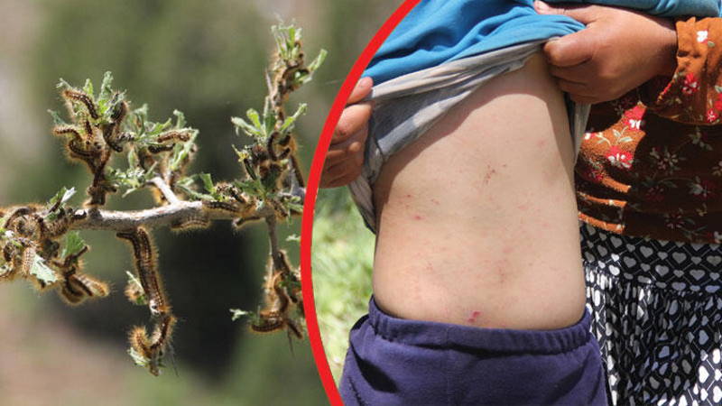 Жители Сиваса страдают от природной напасти