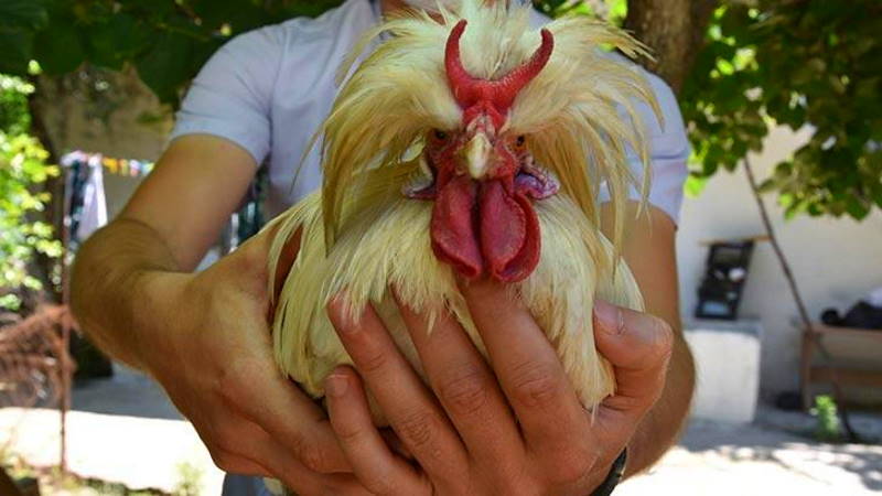 Уникальный рогатый петух живет в Измире