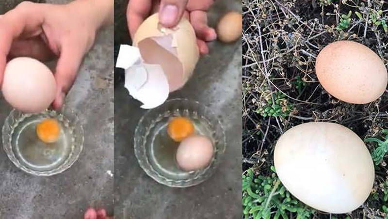 Житель Турции обнаружил яйцо в яйце