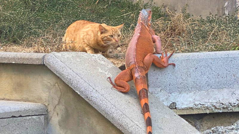 Экзотическую игуану обнаружили посреди Стамбула