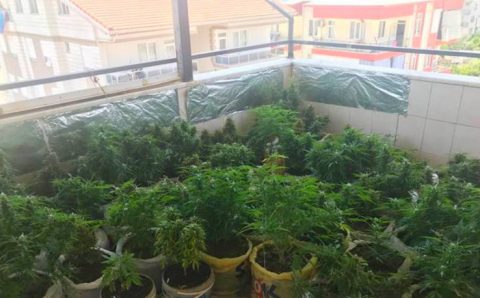 Психолог из Манавгата устроил на балконе плантацию