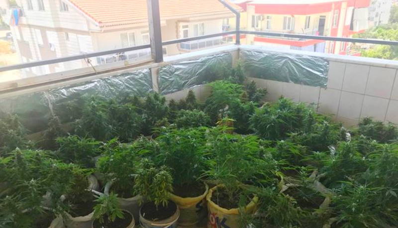 Психолог из Манавгата устроил на балконе плантацию