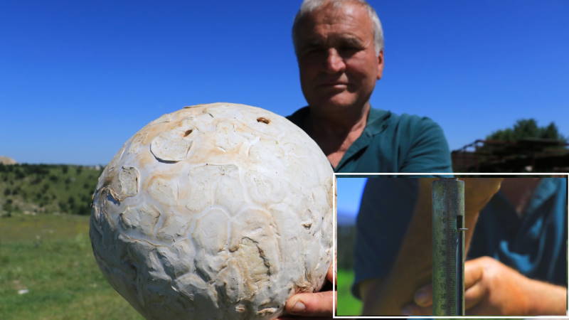 Мужчина нашел 5-килограммовый гриб в Кастамону