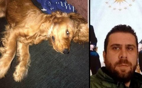 Зоозащитники требуют для убийцы самого сурового наказания