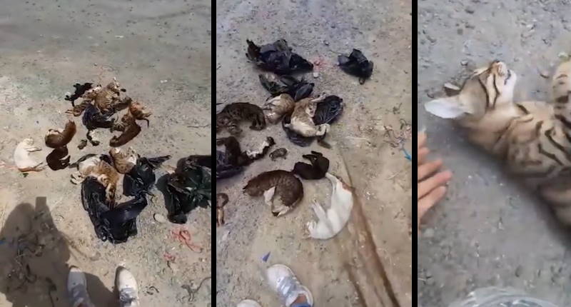 Полиция Стамбула разыскивает убийц 16 кошек