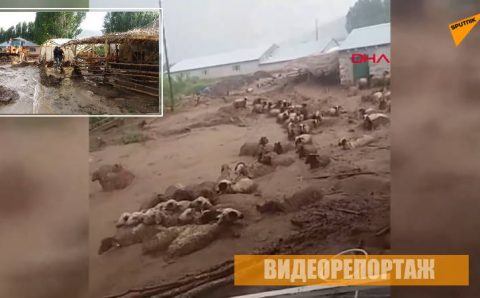 Селевой поток унес жизни 74 животных