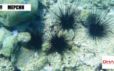 На южном побережье Турции новый опасный обитатель