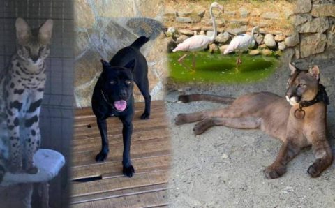 Нелегальный зоопарк вместо оружейного цеха