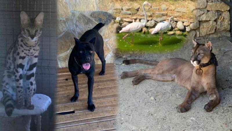 Нелегальный зоопарк вместо оружейного цеха