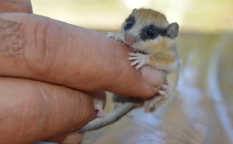 «Семимесячная соня» замечена в Афьоне