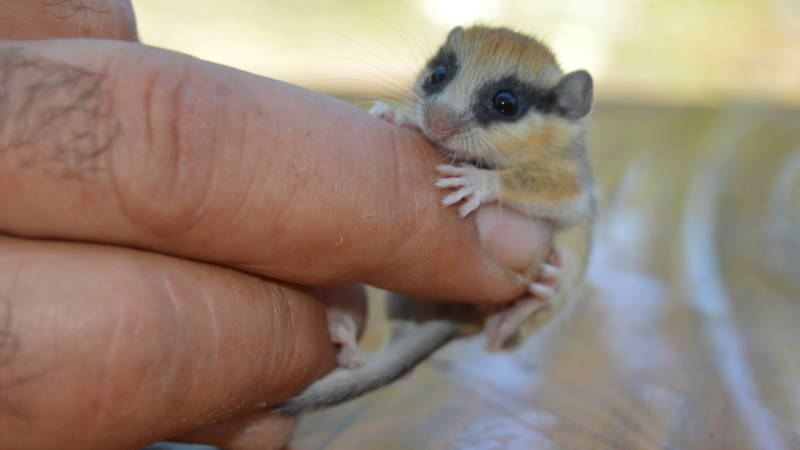 «Семимесячная соня» замечена в Афьоне