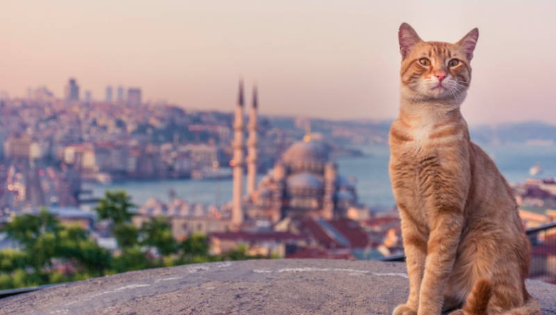 Турция празднует Международный день кошек