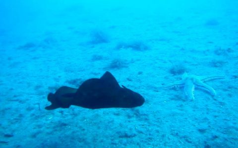 Дайверы встретили нового жителя Эгейского моря