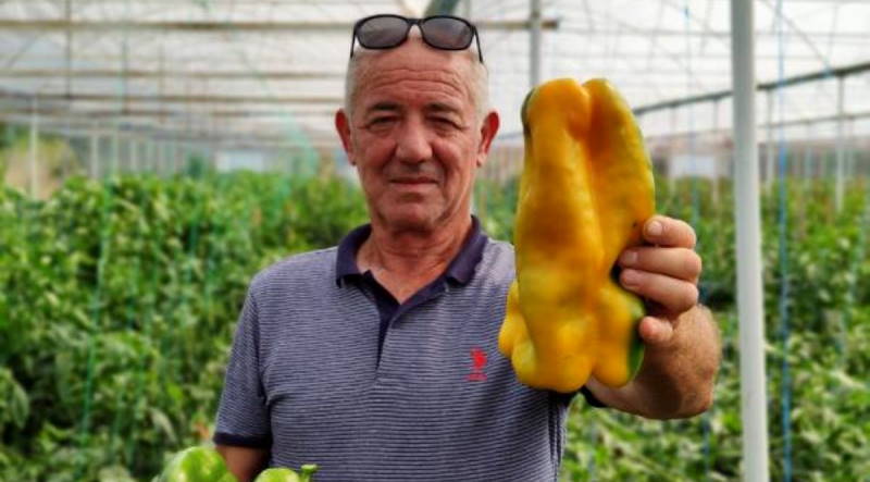 Фермер из Бурсы вырастил перец весом 1 кг