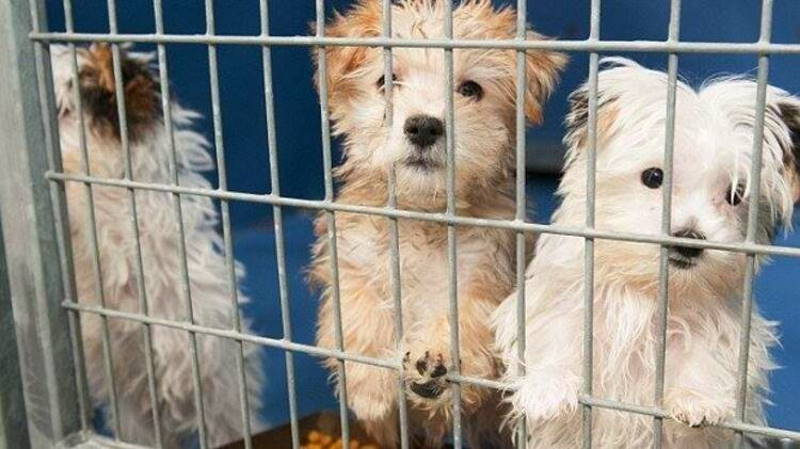 В Стамбуле запретили продажу домашних животных