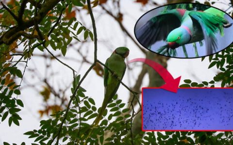 Попугаи стали угрозой для Стамбула