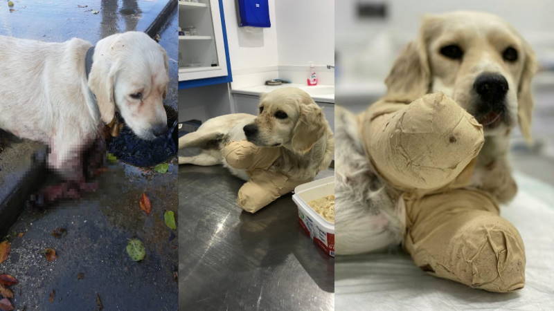 История «Памука» обязана изменить закон