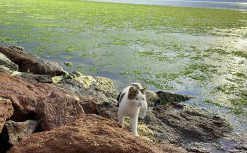 Позеленевшее побережье Измира