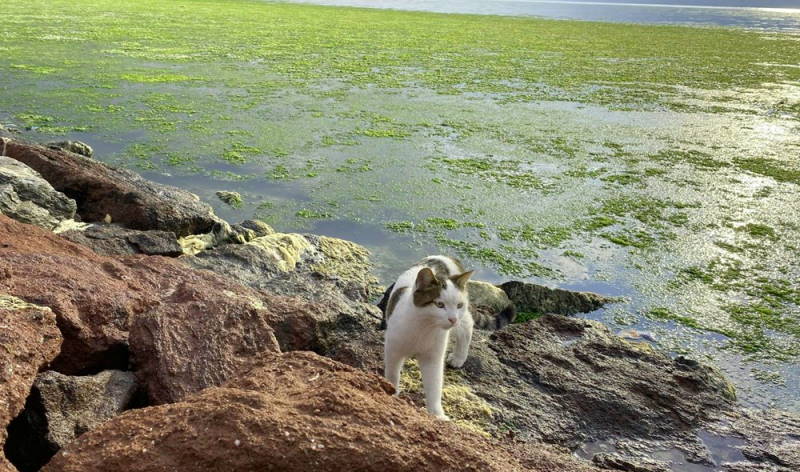 Позеленевшее побережье Измира