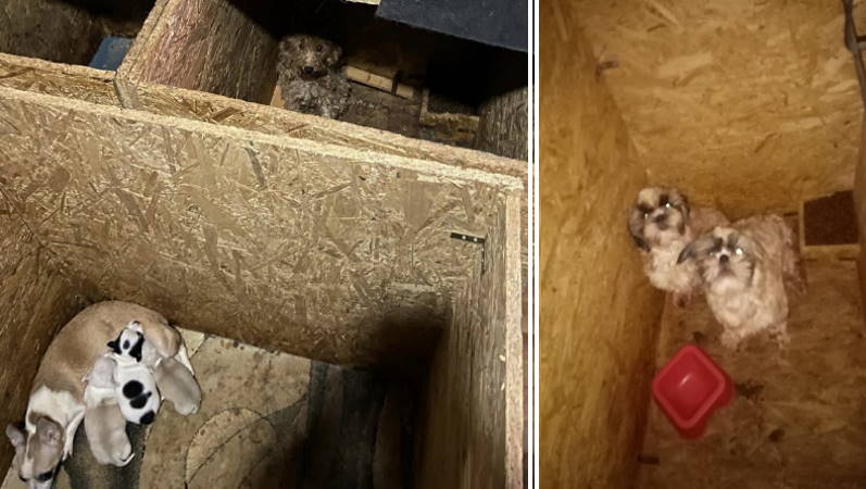 68 породистых собак ютились в одном из подвалов Анкары