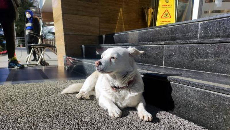 Бонджук 5 дней ждет хозяина у дверей больницы