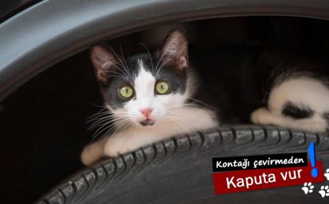 Полиция просит проверять свои авто перед поездкой