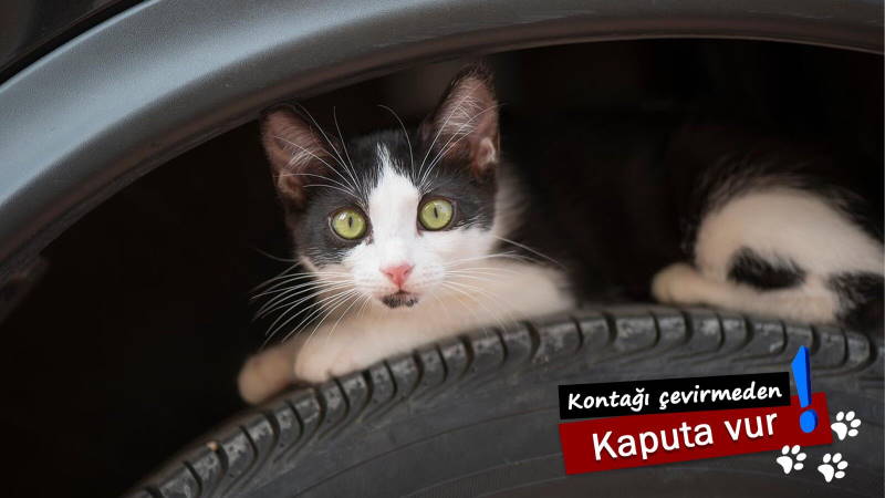 Полиция просит проверять свои авто перед поездкой