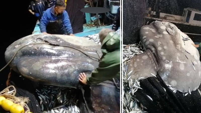 Рыбакам из Аданы в сети попался необычный улов