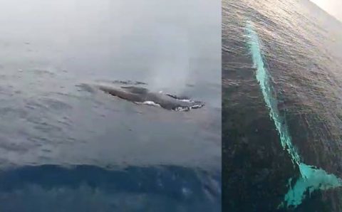 15-метровый кит у берегов Аданы