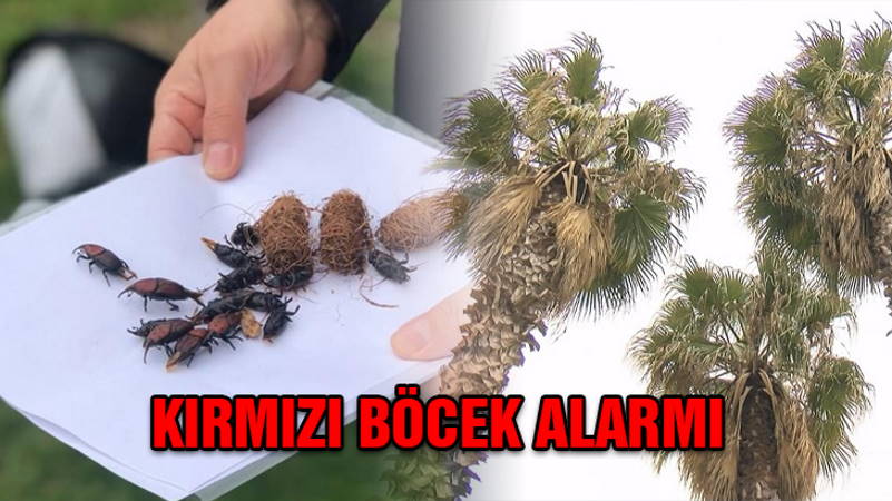 Стамбульские пальмы под угрозой исчезновения