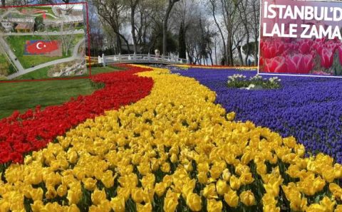 8 млн тюльпанов расцвели несмотря на пандемию