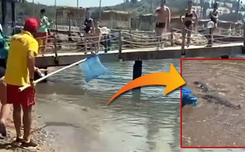 Туристов в Аланье напугала стая ядовитых рыб