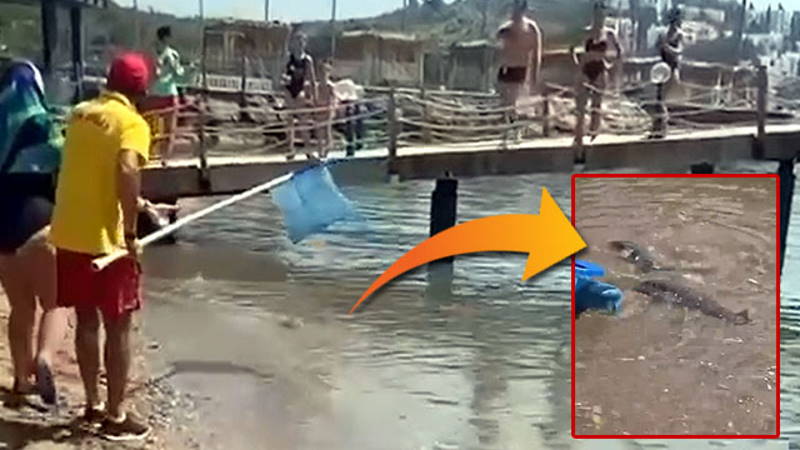 Туристов в Аланье напугала стая ядовитых рыб