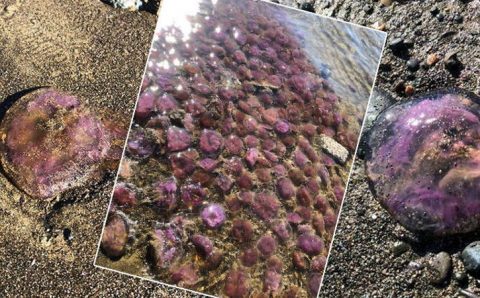 На южном побережье Турции замечены опасные медузы