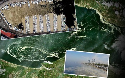 Проблема слизи в Мраморном море растет с каждым днем