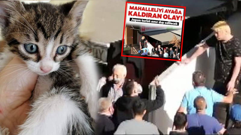 Жители Стамбула едва не линчевали японца за поедание котят