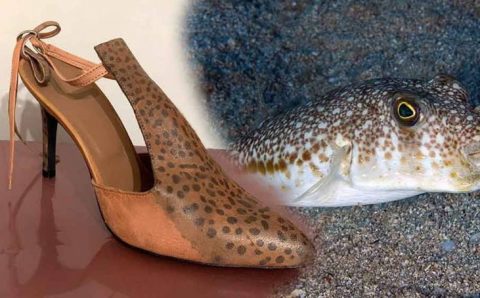 Умельцы из Алании решили заработать на ядовитой рыбе