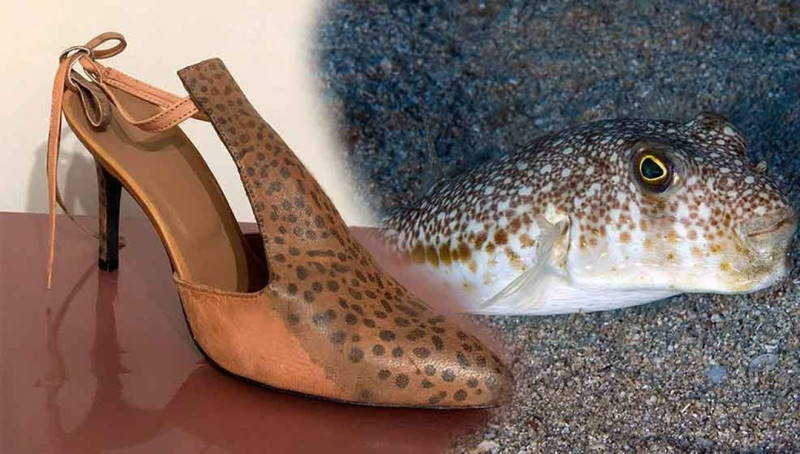 Умельцы из Алании решили заработать на ядовитой рыбе