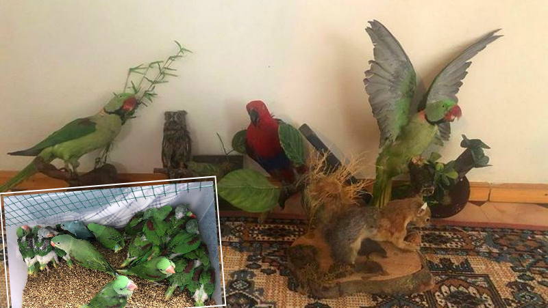 Житель Стамбула выращивал попугаев для чучел