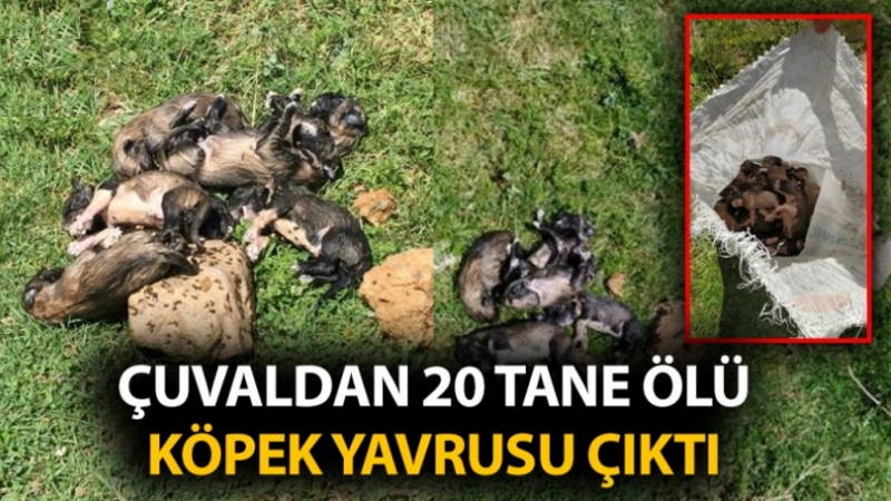 Жандармерия разыскивает убийцу 20 щенят
