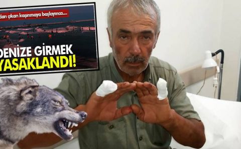 Жалящие медузы в Черном море и волки в Анталье