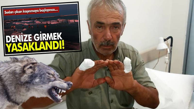 Жалящие медузы в Черном море и волки в Анталье