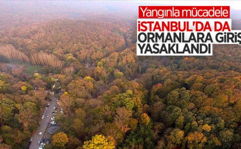 В 7 провинциях Турции запретили посещение лесов