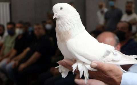 Голубя за 300 000 лир можно купить в Турции