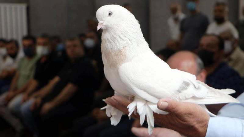 Голубя за 300 000 лир можно купить в Турции