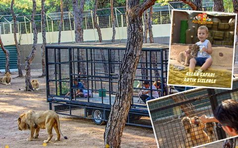 «Львиное сафари» в Анталье вызвало скандал, не успев открыться