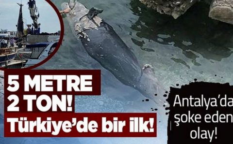 Обнаруженную у берегов Анталии косатку передали ученым